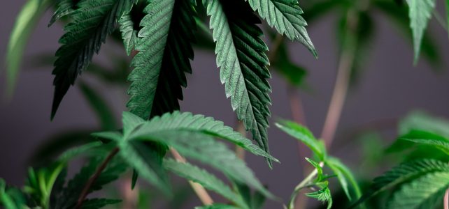 cannabis samen